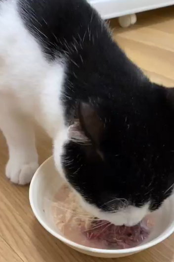 いおちゃんがごはんを食べている様子